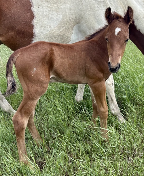 Wave's Colt