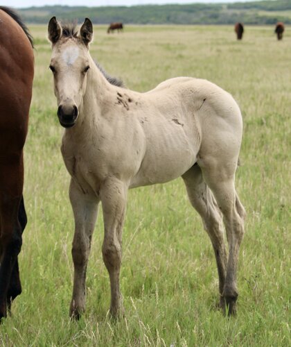 Chick's Colt