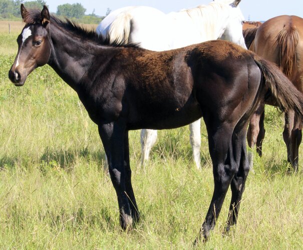 Hawkinson's Colt