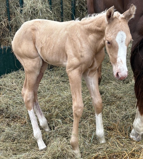 Rally's Colt
