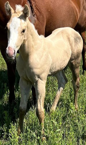 Chicka's Filly