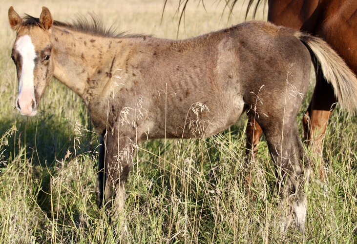 Dolly's Colt