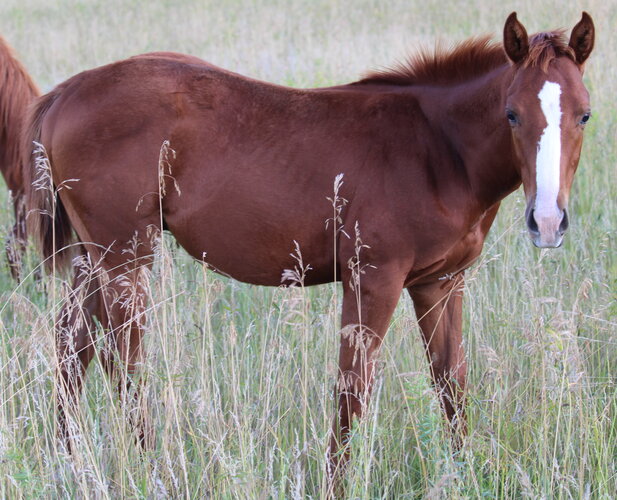 Tiki's Colt