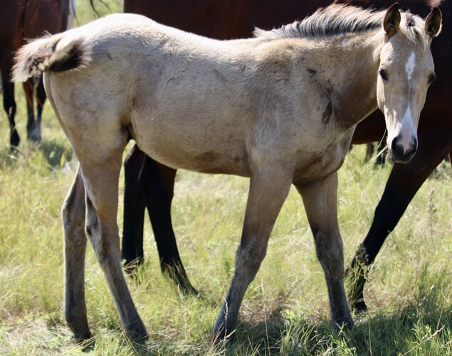 Rally's Colt