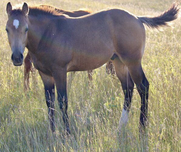 Peppy's Colt