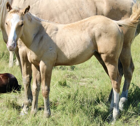 Bea's Colt