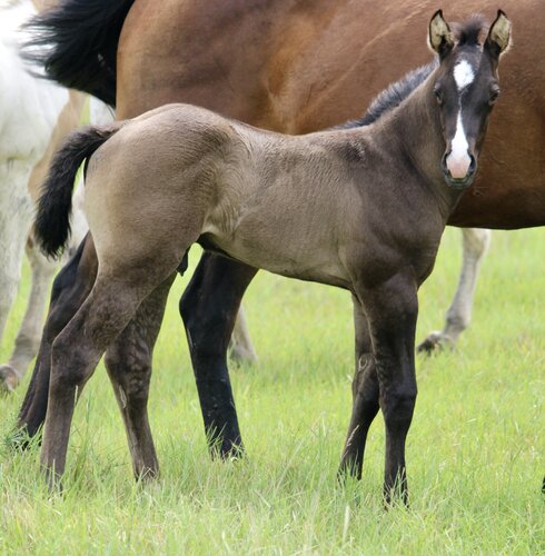 Dolly's Colt