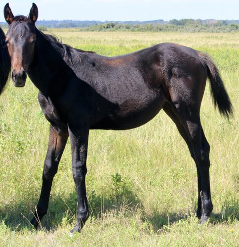 Cheyanne's Filly