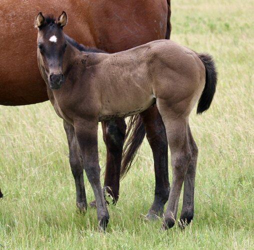 Dolly's Colt