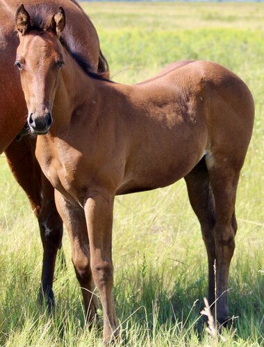 Dolly's Colt