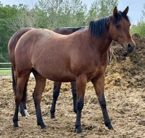 Katie's Filly