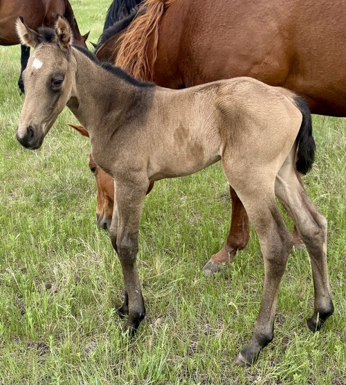Fergie's Filly