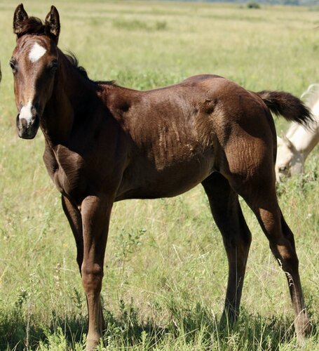 Chick's Colt