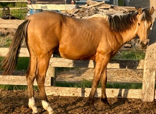 Cheyanne's Colt