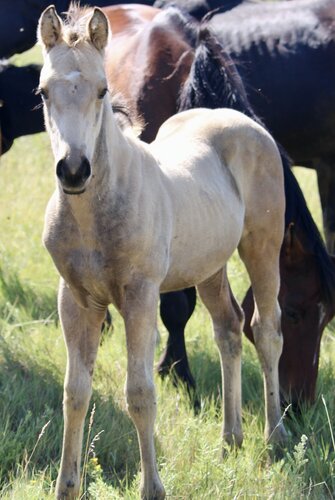 Avid's Filly