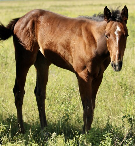 Chicka's Filly