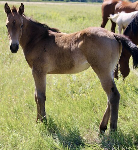 Dolly's Colt